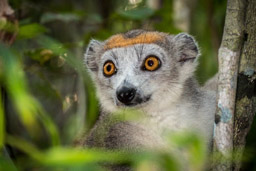 Madagascar, Palmarium Hotel Ankanin'Nofy, Palmarium Hotel, Ankanin'Nofy, Crowned Lemur, baby lemur