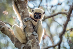 Madagascar, Parc National Tsingy de Bemaraha, Decken's Sifaka, lemur
