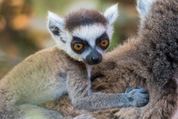 Madagascar, Berenty, ring-tailed lemur, baby lemur