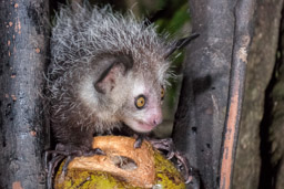 Madagascar, Aye-Aye, lemur