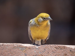 Bright Rumped Yellow Finch - Chile