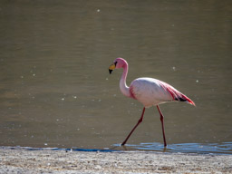Jame's Flamingo - Chile