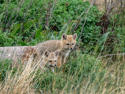 Fox Kits - Reserva Laguna Nimez, Calafate, Argentina