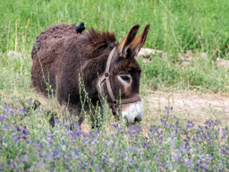 Donkey - Purmamarca, Argentina