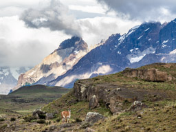 Guanaco - Torres del Paine