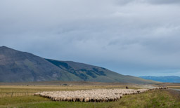 Gauchos herding sheep along the road
