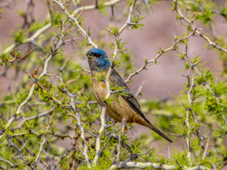 Blue and Yellow Tanager -  Quebrada de Humahuaca, Argentina