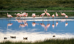 Chilean Flamingo - Reserva Laguna Nimez, Calafate, Argentina