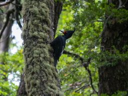 Magellanic Woodpecker - Los Glaciares National Park, Argentina
