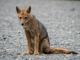 Culpeo (Andean Fox) - Los Glaciares National Park, Argentina
