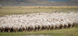 Gauchos herding sheep along the road
