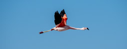 Jame's Flamingo - Chaxa Lagoon - Chile