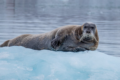 Bearded Seal - Lilliehookbreen 