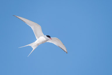 Arctic Tern  