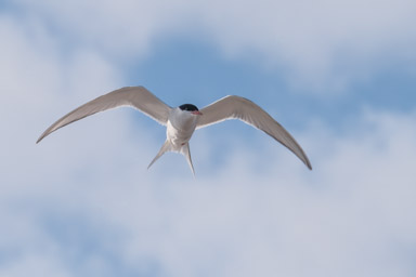 Arctic Tern  