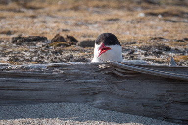 Arctic Tern  guarding the nest