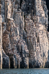 Bird cliffs at Alkefjellet - Brünnich's guillemots