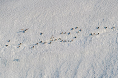 Bird cliffs at Alkefjellet - kittiwakes on snow field