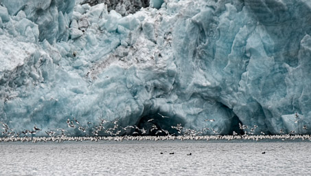 Samarinbreen glacier with a flock of kittiwakes