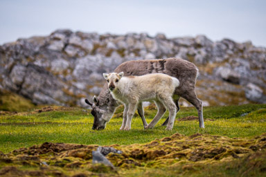 Reindeer - Varsolbukta