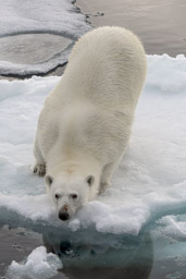 Polar bear  