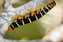 Bosque del Cabo, Tetrio Sphinx Caterpillar