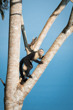 Bosque del Cabo, Capuchin monkey