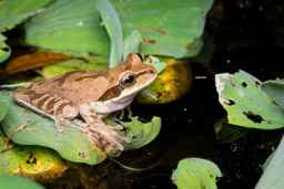 Bosque del Cabo, Masked Tree Frog