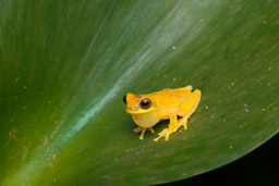 Bosque del Cabo, Banana Frog