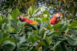 Bosque del Cabo, Scarlet Macaw