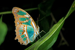 Si Como No Wildlife Refuge, Malachite Butterfly