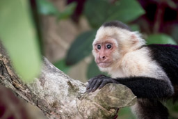 Manuel Antonio National Park, Capuchin Monkey