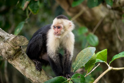 Manuel Antonio National Park, Capuchin Monkey