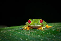 Si Como No Wildlife Refuge, red-eyed tre frog