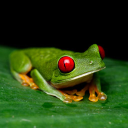 Si Como No Wildlife Refuge, Red-eyed tree frog
