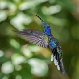 Galeria de colibries, Hummingbird Gallery, hummingbirds