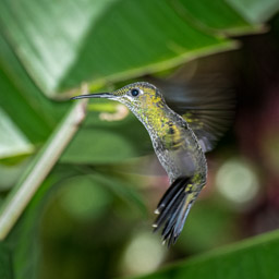 Galeria de colibries, Hummingbird Gallery, hummingbirds