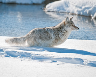 Coyote in Full Pursuit
