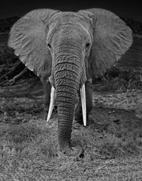 Elephant, Samburu