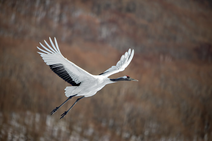 Red-Crowned Crane