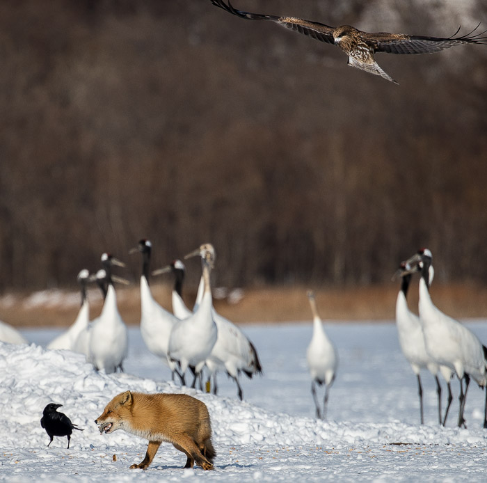 Red Fox, Crow, Cranes and Black-eared Kite