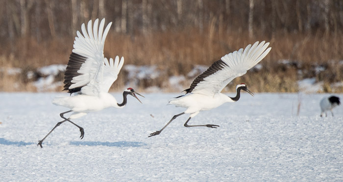 Red-Crowned Crane
