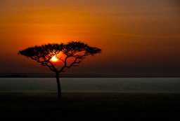 Acacia Tree Sunrise