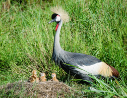 Crowned Crane with chicks