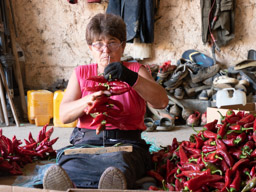 Stringing peppers for drying - Donja Lokosnica