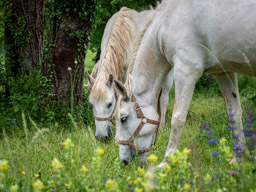 Lipica Stud Farm (Lipizzan Horses)