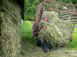 Farmer drying hay
