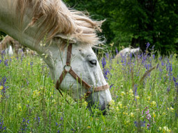 Lipica Stud Farm (Lipizzan Horses)