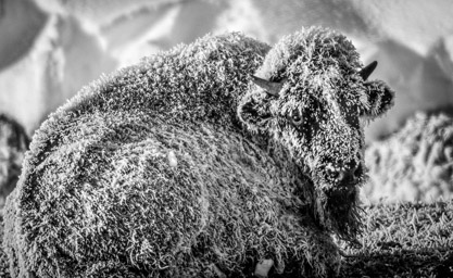 Calf Covered with Hoar Frost